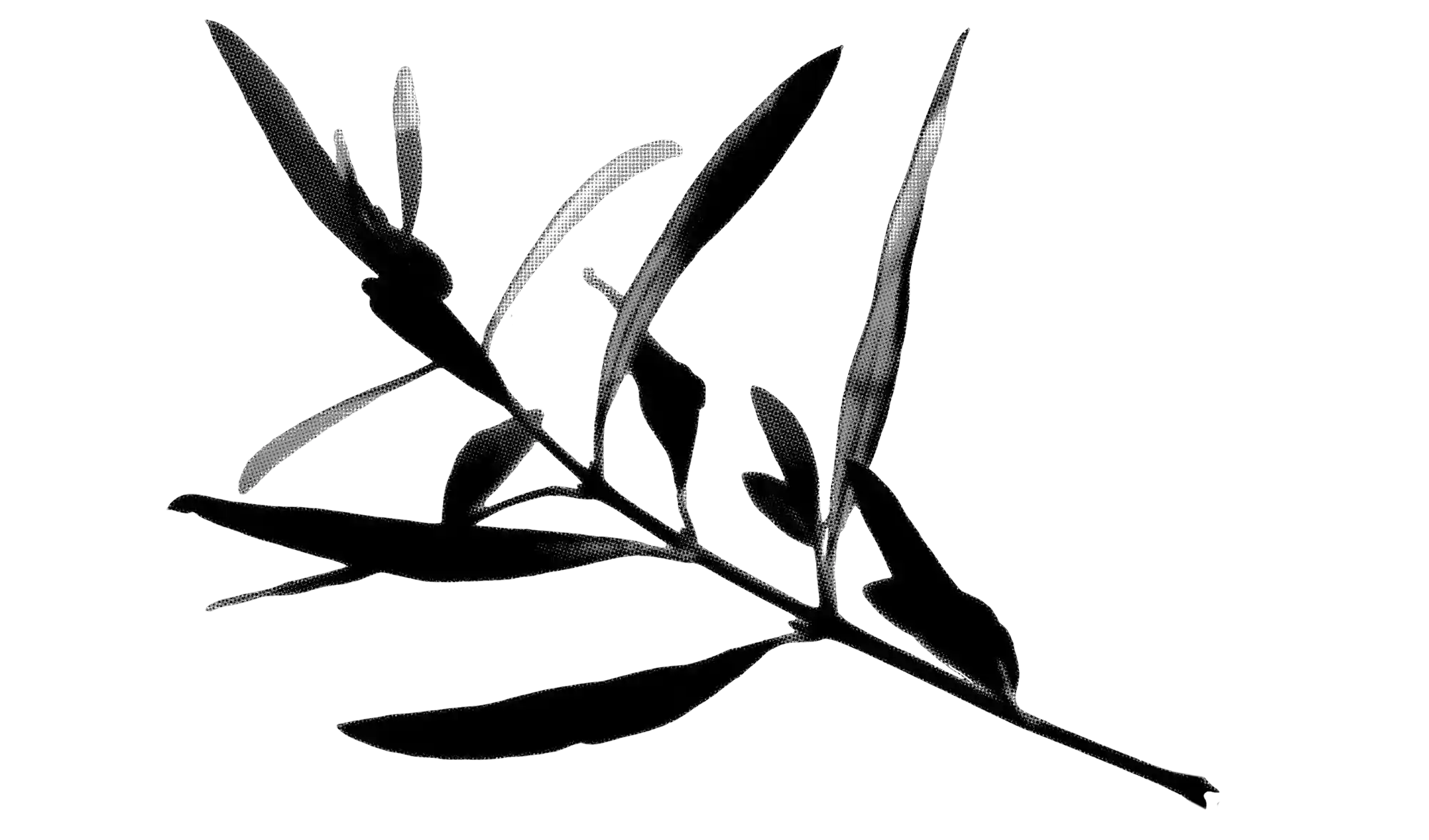 Freigestellter Zweig mit länglichen Blättern in schwarz-weisser Druckraster-Optik