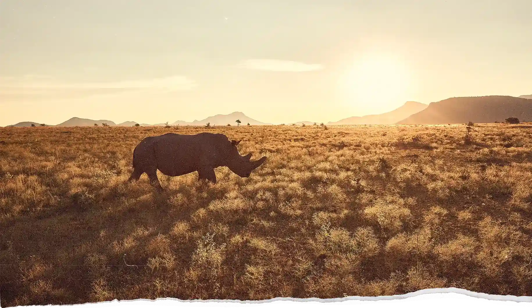 Scenic landscape image of a white rhino in the savanna during sunset behind mountain ridge