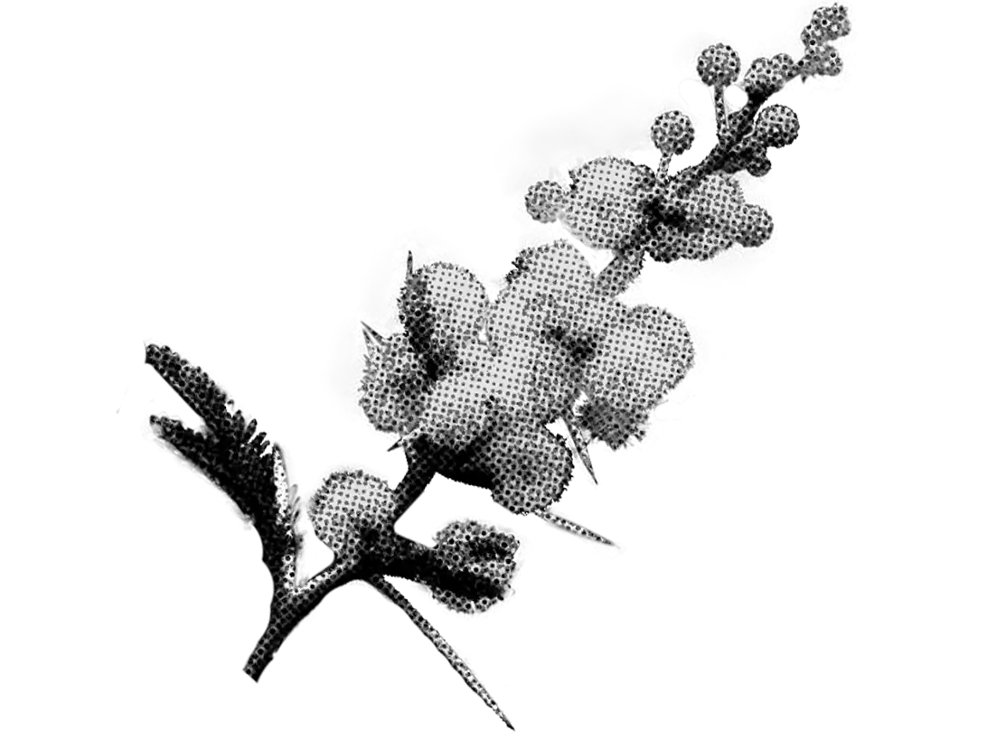Freigestellter Zweig eines blühenden Süßdorns in schwarz-weißem Rasterdruck-Look