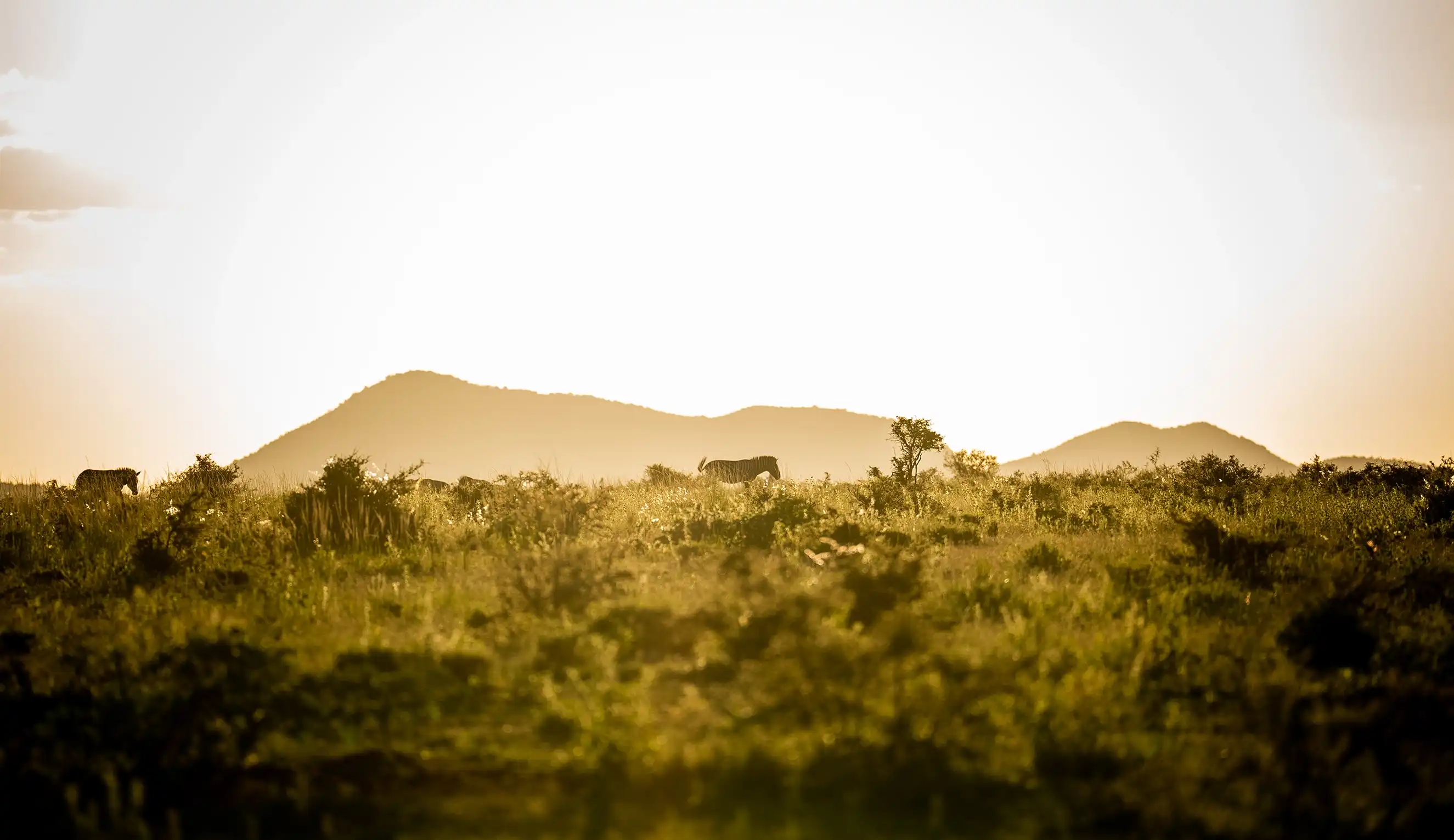 Landschaftliches Bild von zwei Zebras, die durch die Savanne laufen, während die Sonne hell über einen Bergkamm scheint