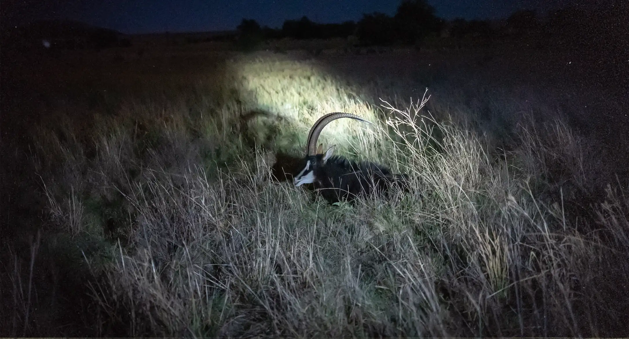 Nachtaufnahme einer männliche Rappenantilope im hohen Gras, vom Scheinwerfer beleuchtet.