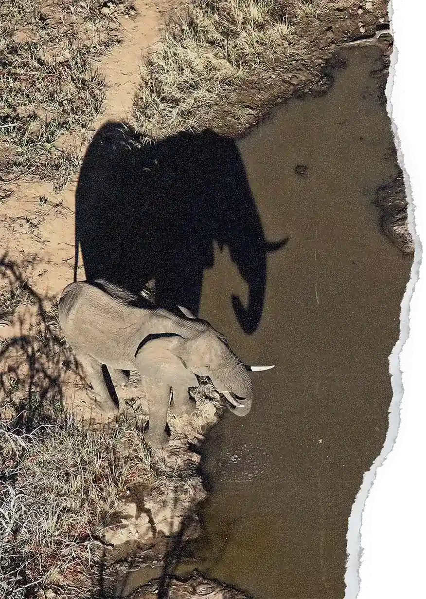 Aerial shot of african alephant drinking at water hole on a torn paper background.