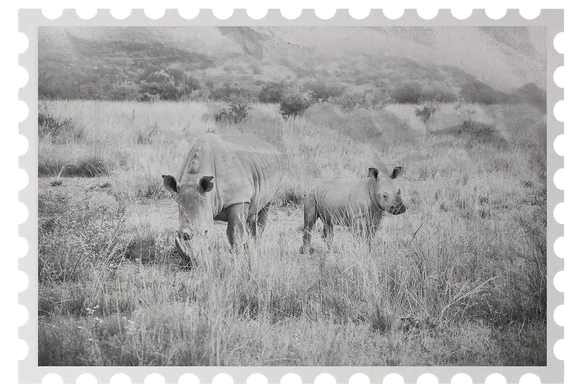 Schwarz-weisses Bild von Mutter Nashorn und Kalb beim grasen in retro-briefmarken-Optik