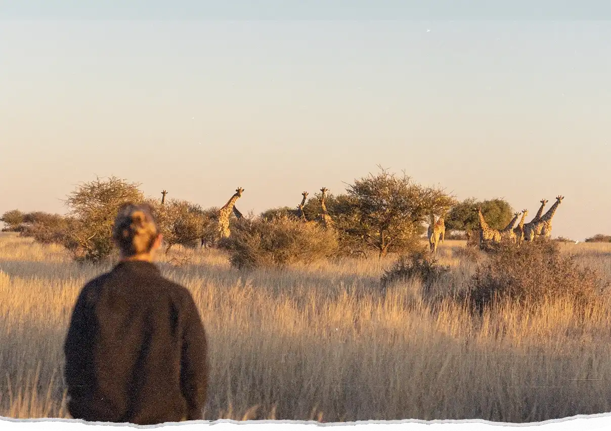 A group of wild giraffes amidst trees, are being observed by a out-of focus person in the foreground